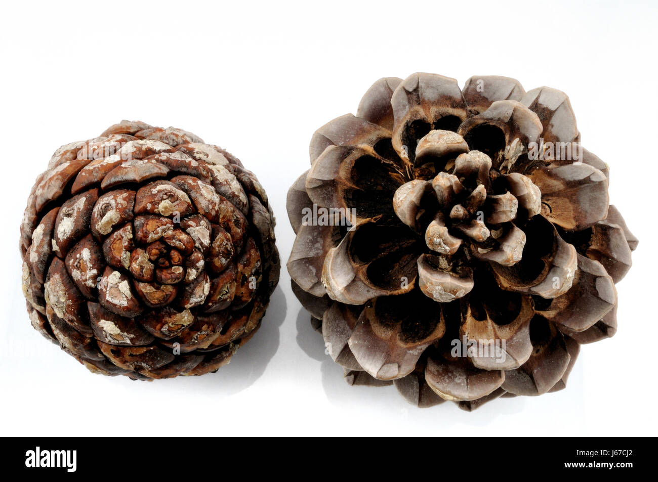 tap fir cone pines pine plant useful plant conifer open means agent medicine Stock Photo