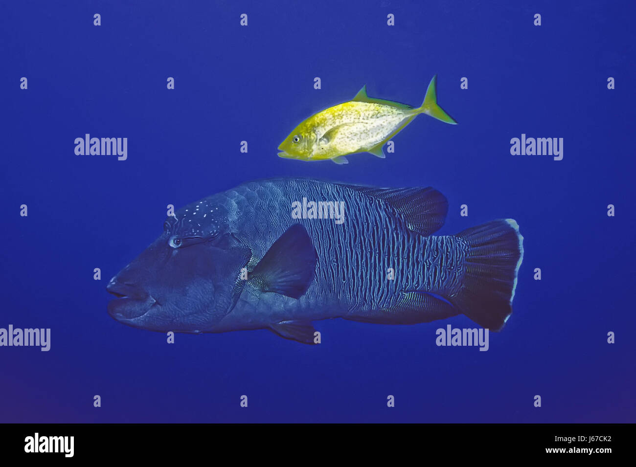 fish pisces blue green fish lips underwater hunt dive camouflage pisces Stock Photo