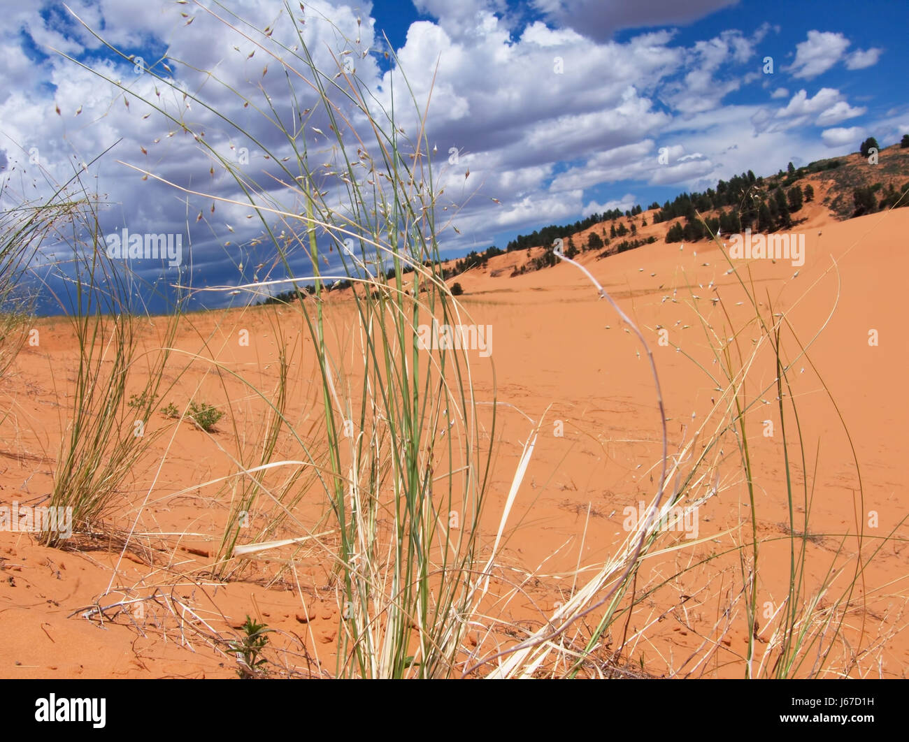 Closeup of Indian rice grass at Coral Pink Sand Dunes State Park in Utah. Stock Photo