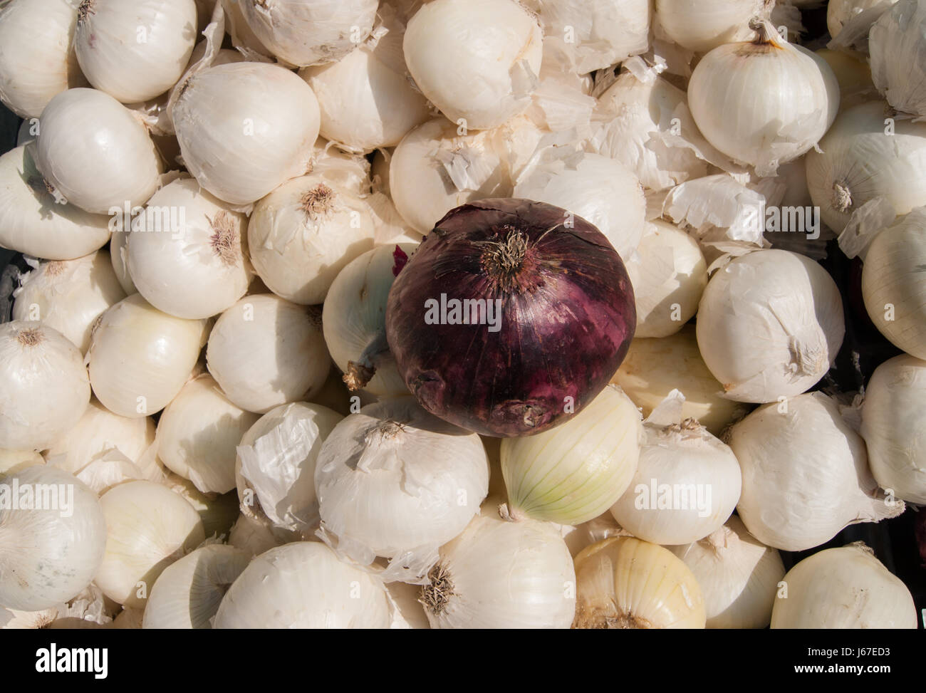 Red and white onion displayed at a farmers market Stock Photo - Alamy