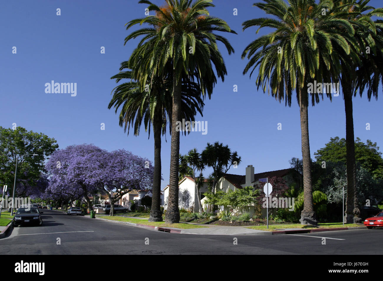 private dollar dollars tree garden dream usa california america purple