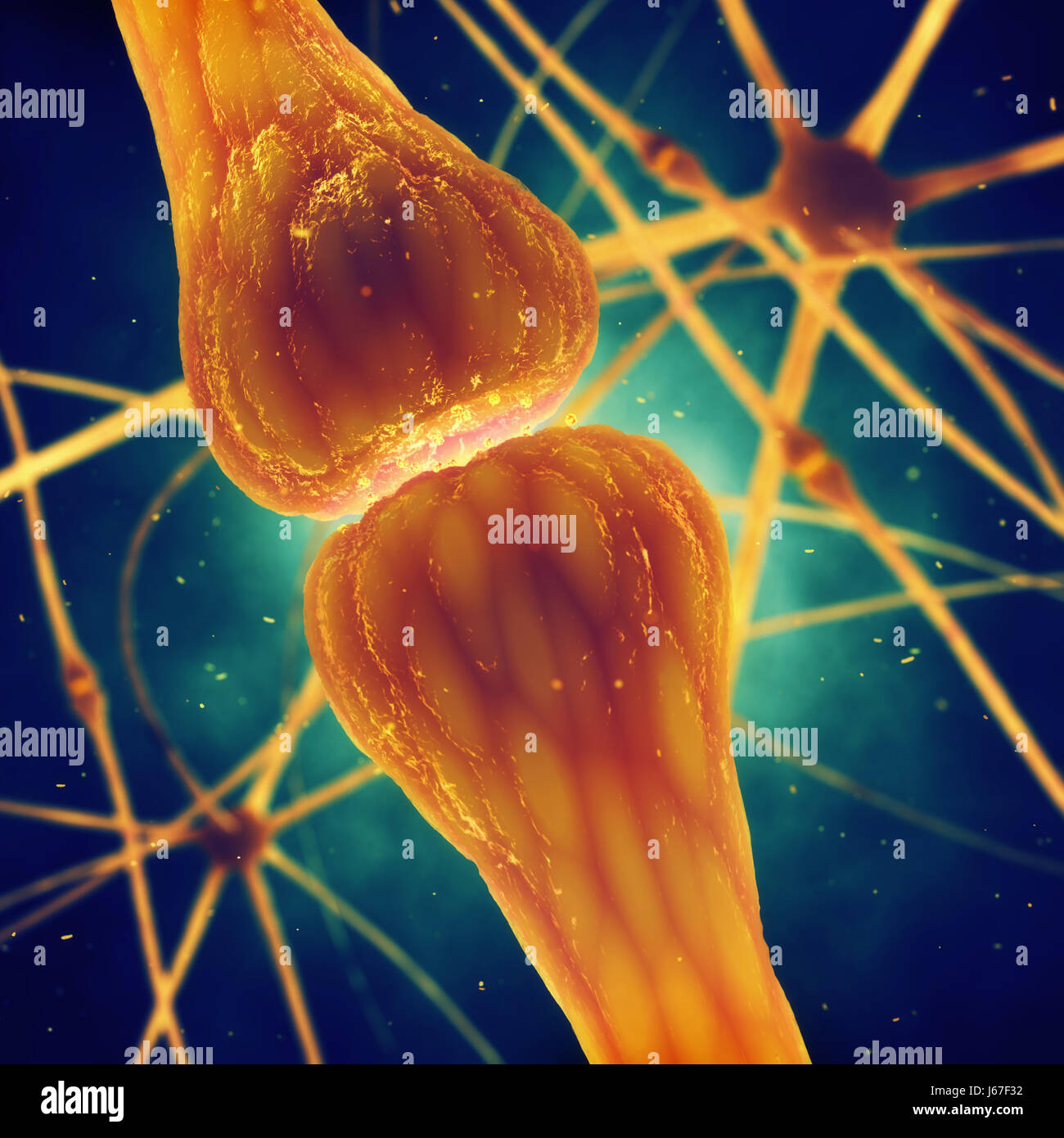 Synaptic transmission is the process by which neurotransmitters are released by a neuron and activate the receptors of another neuron , Brain cells Stock Photo