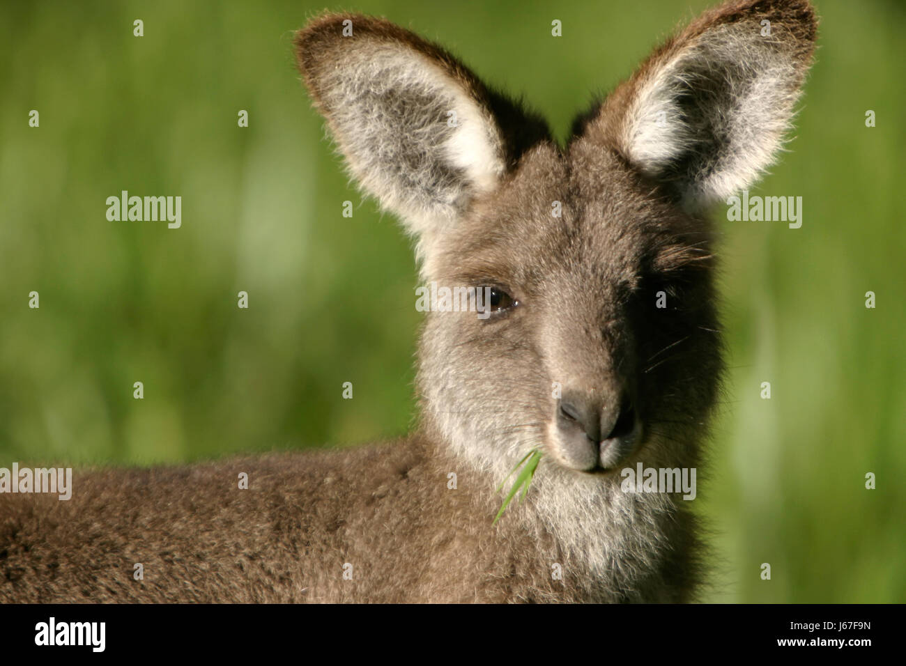 kangaroo vegetarian young younger food aliment health animal mammal fur