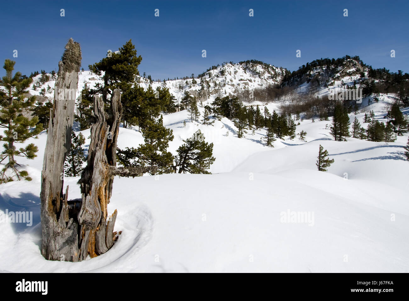 park spain pyrenees natural tree trunk pine snow coke cocaine material drug Stock Photo