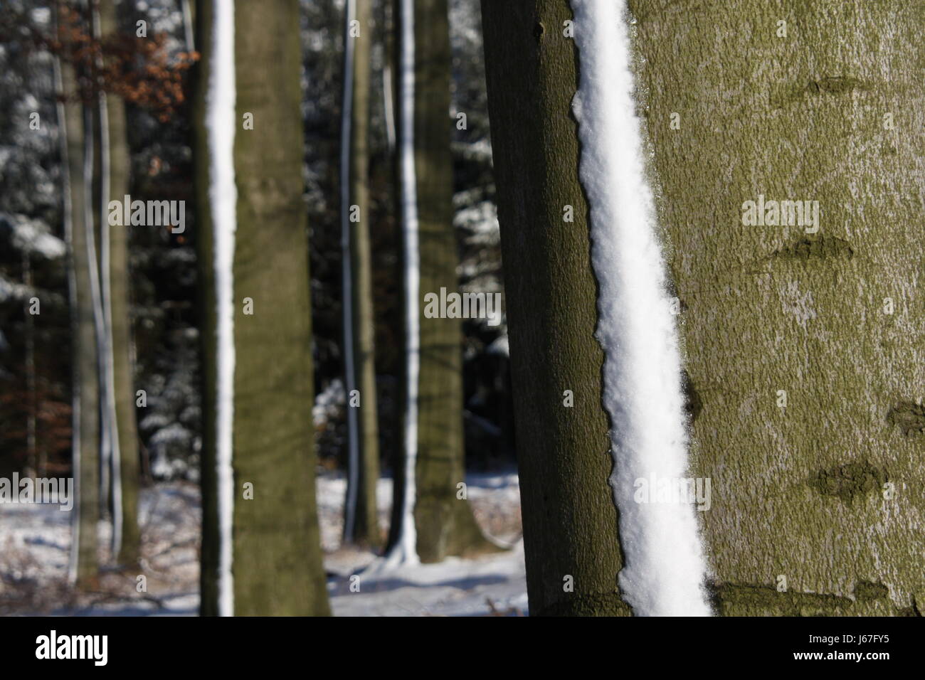 snow stripes on a copper beech Stock Photo - Alamy