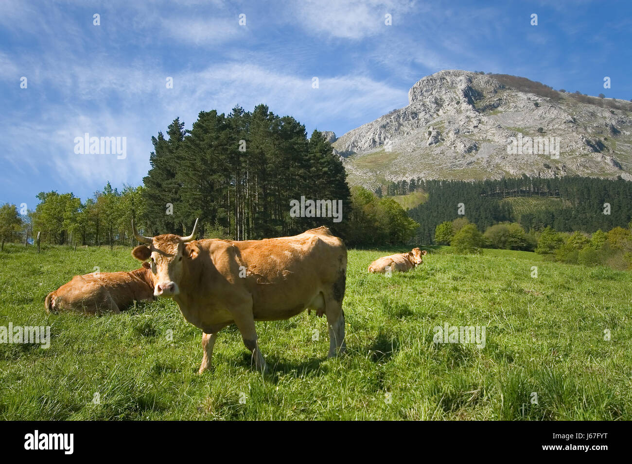 spain wildlife cow country basque colour tree trees europe outdoor ...