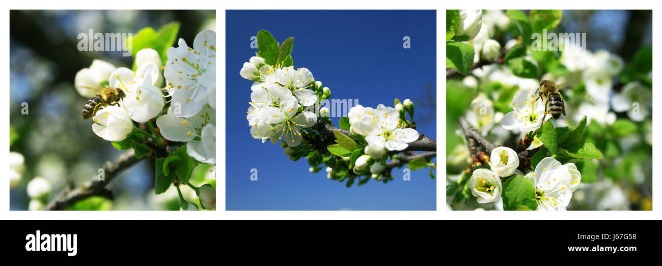 flower plant bloom blossom flourish flourishing fecundate honey insect bee food Stock Photo