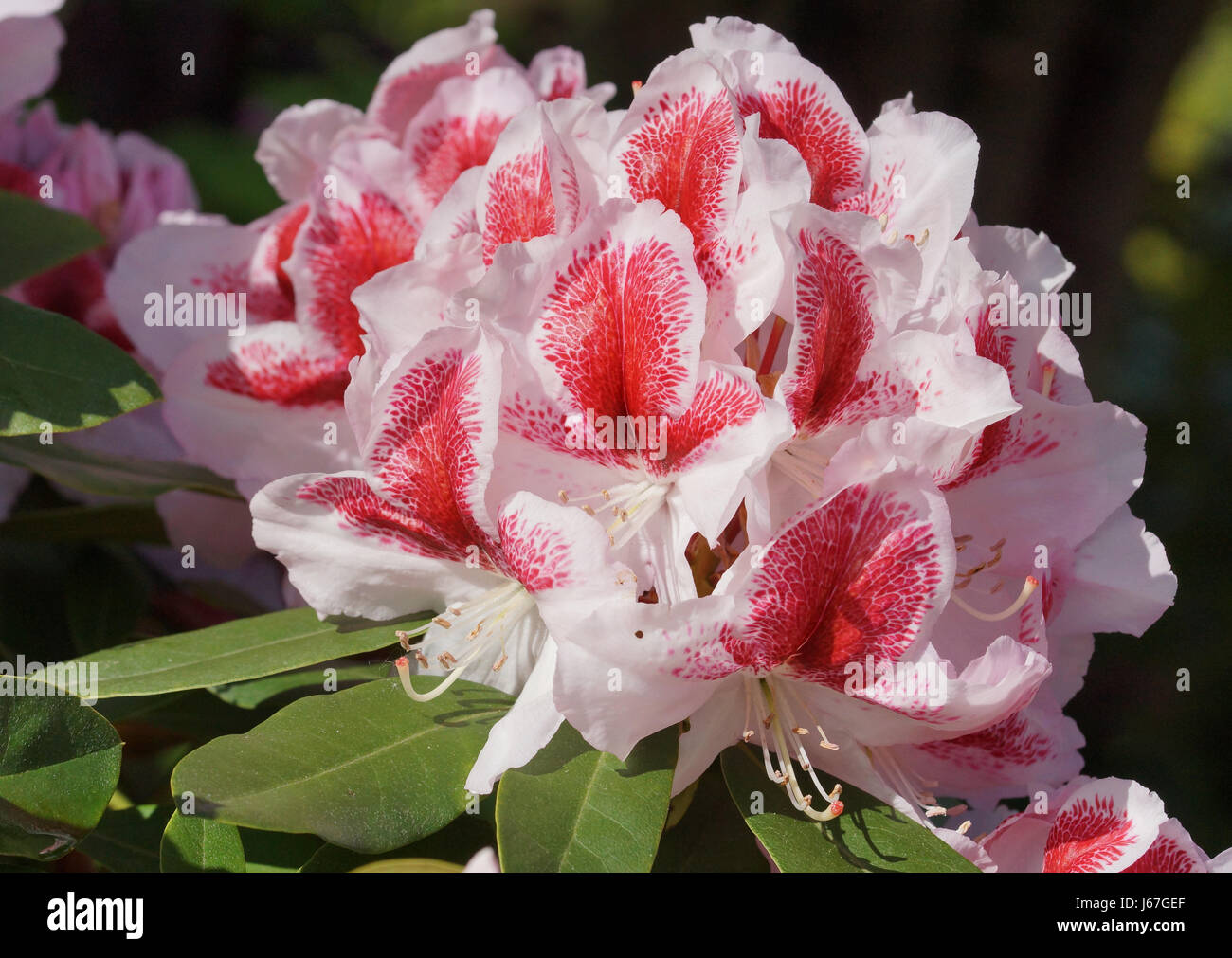 rhododendron schirmform Alpenrose Cunningham's White - Rhododendron cunningham's white main image 1
