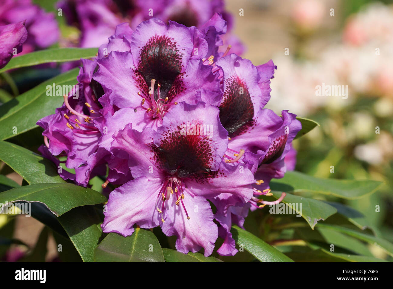 rhododendron rose duft Alpenrose Dufthecke kaufen main image 0