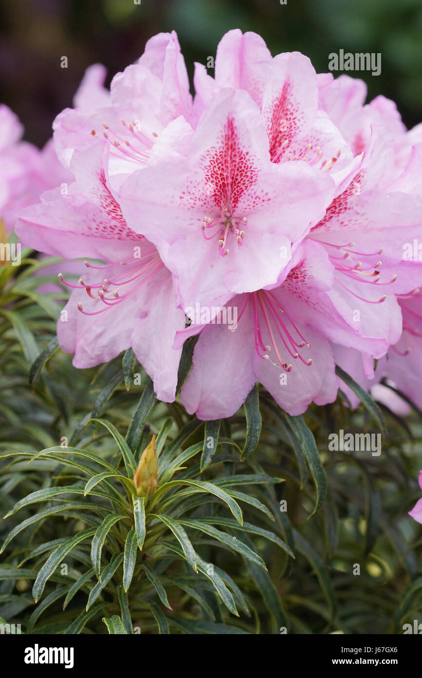 Rhododendron ponticum Filigran, herald of spring, flower of the gardens Stock Photo