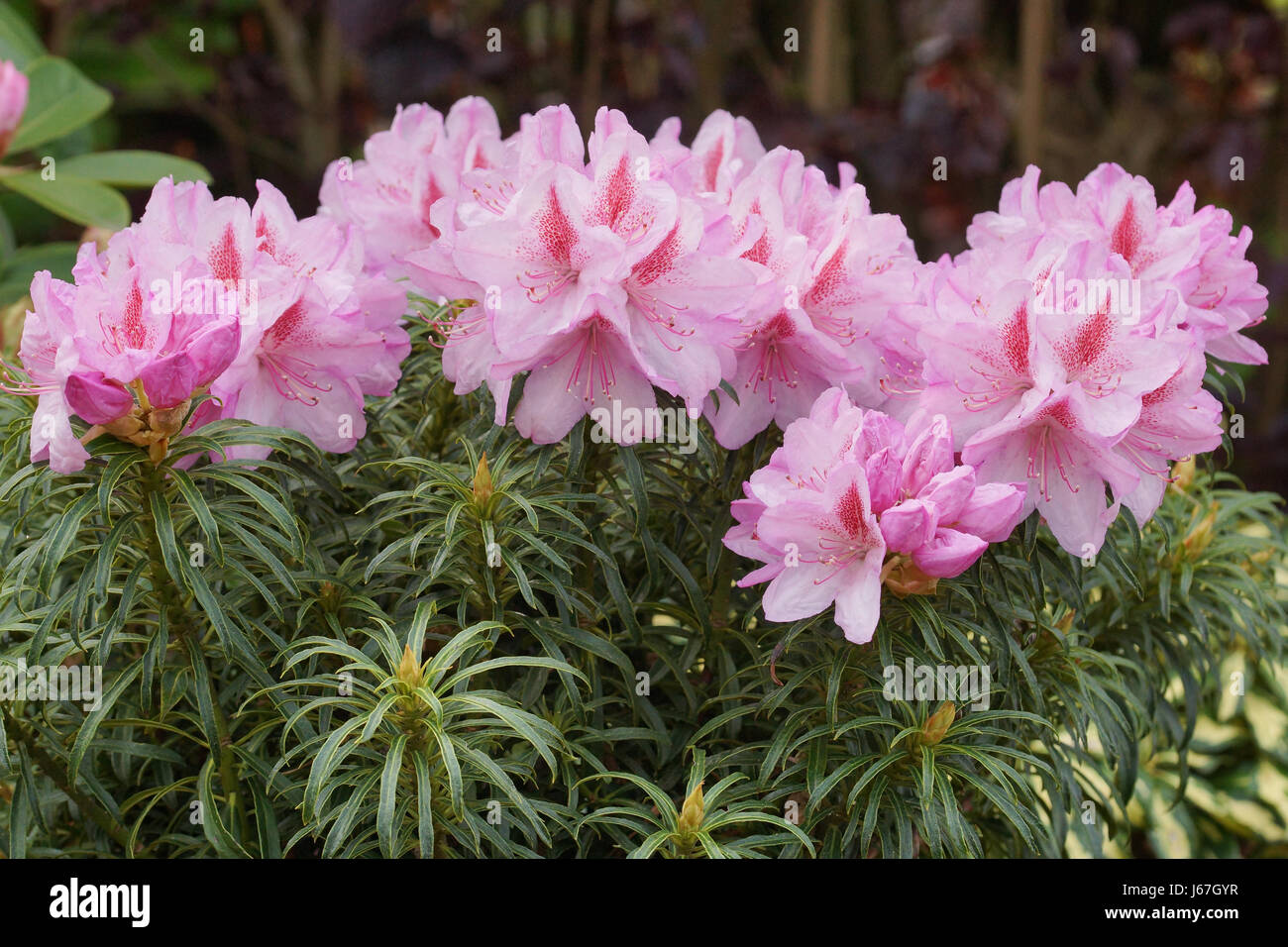 Rhododendron ponticum Filigran, herald of spring, flower of the gardens Stock Photo