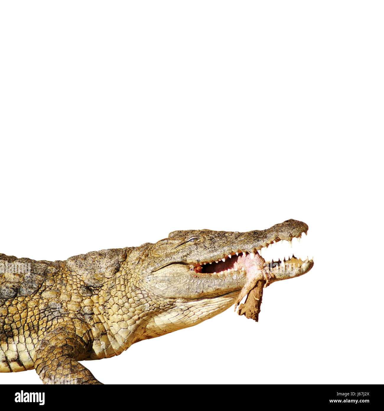 reptile mouth crocodile hunter predator alligator hunting chase nature