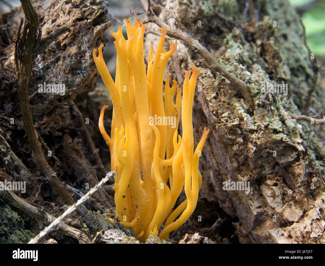 mushroom fungus coral orange plant mushroom fungus collect forest