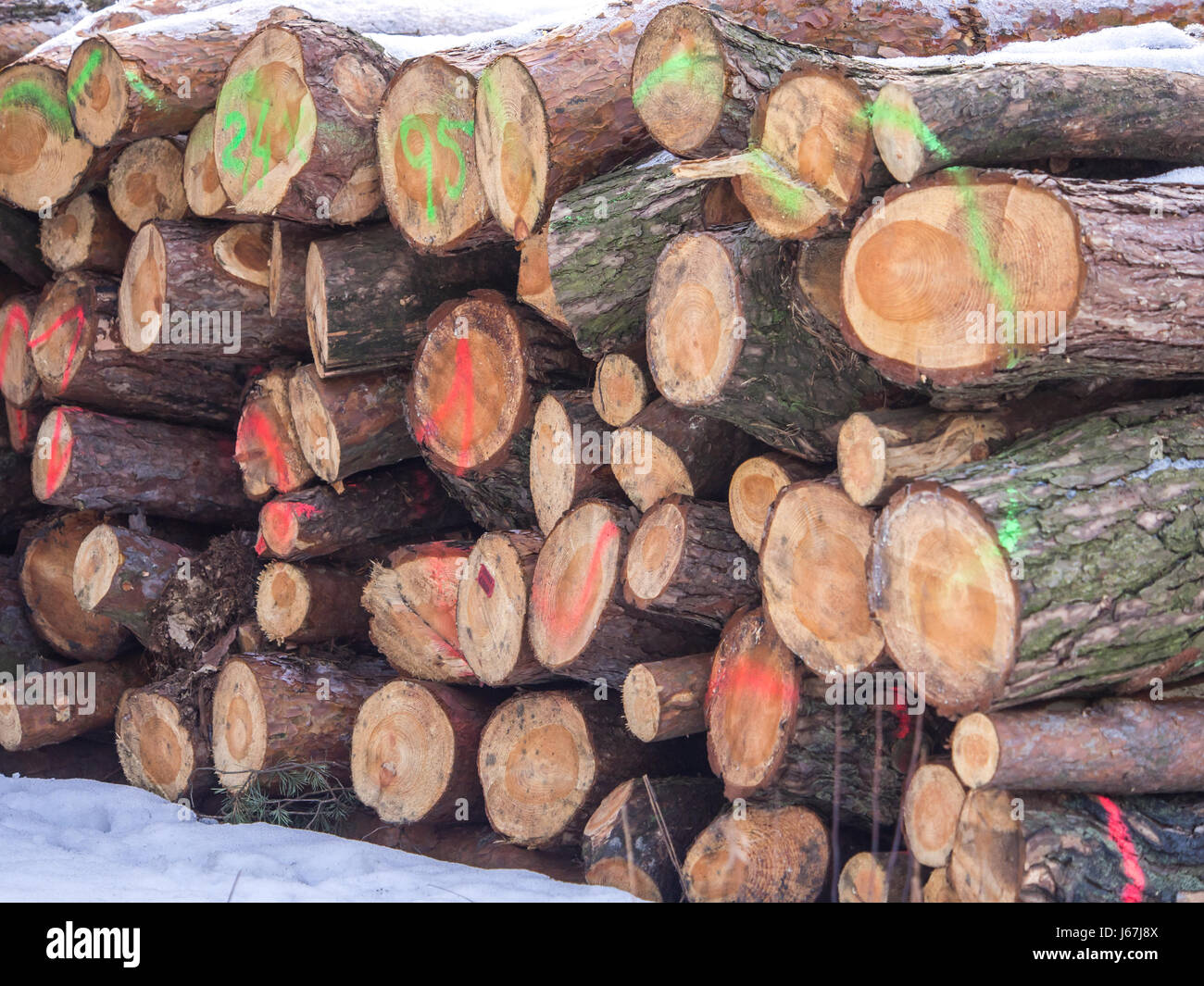 Lying a  heap of cut and colour marked  and numbered  tree trunks  in the forest. Stock Photo
