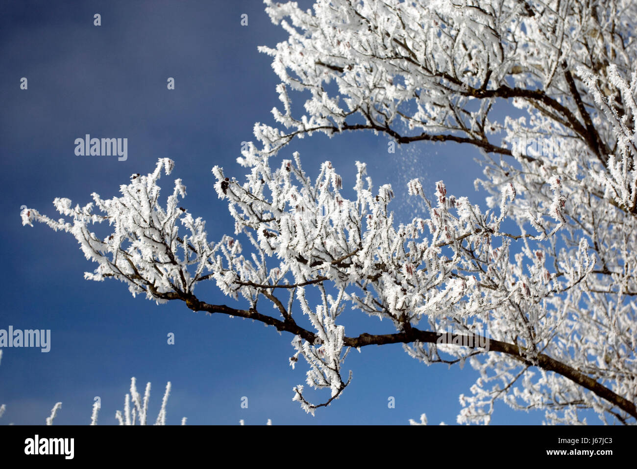 blue tree winter cold branch hoarfrost firmament sky tree winter cold ...