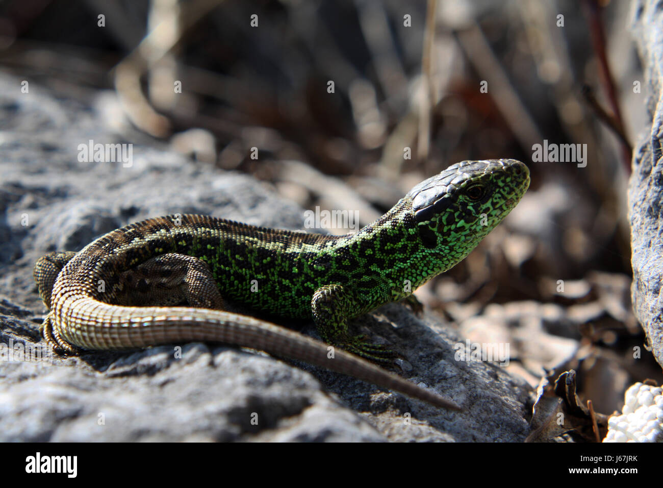 reptiles critters stonewall acclivities zauneidechse zauneidechse bodeneidechse Stock Photo