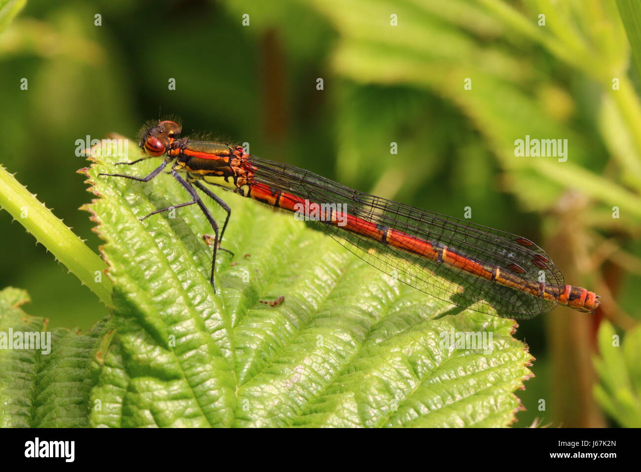 Female Large Red Damselfly High Resolution Stock Photography and Images ...