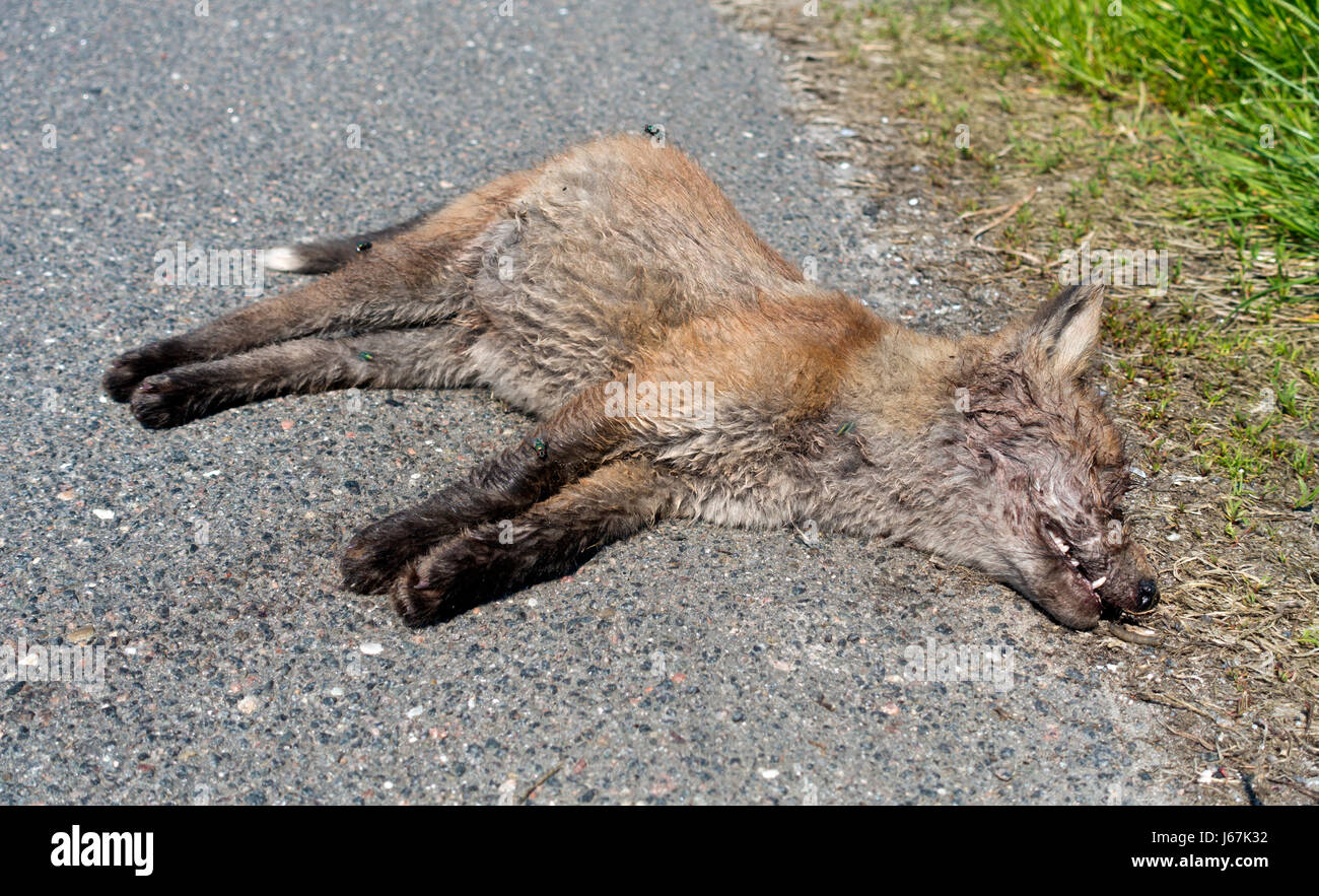 Roadkill, a decaying dead red fox cub with swarming and egg laying bluebottles. A fox cub killed in the traffic on a coastal road. Stock Photo