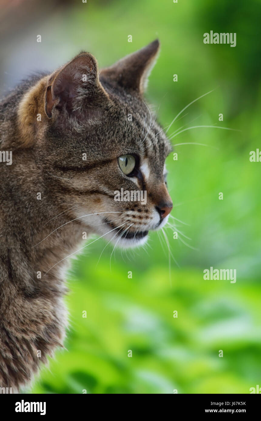 Tabby cat portrait, close up in garden, green blurred background Stock Photo