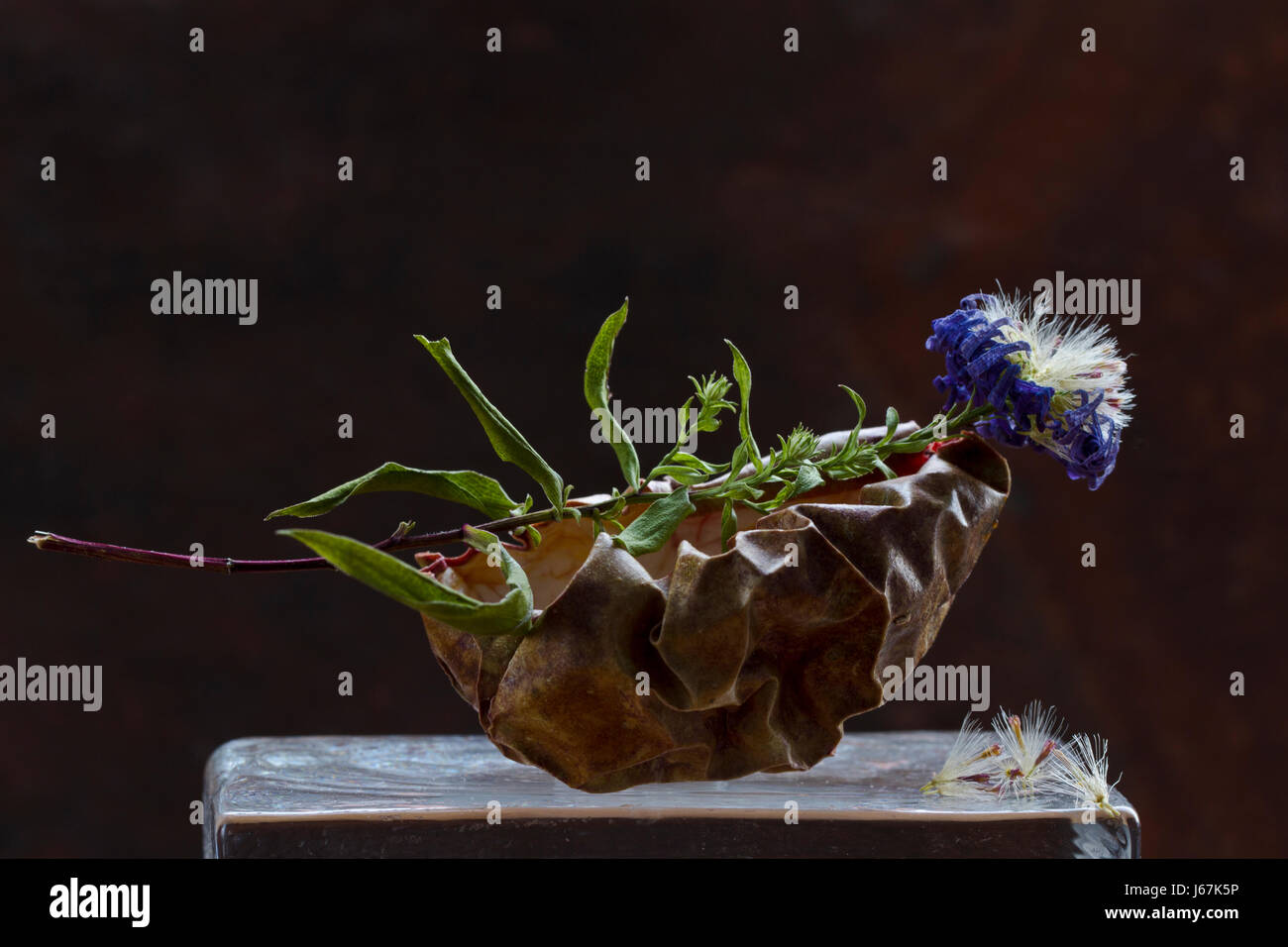 Stilleben mit Herbstaster Stock Photo