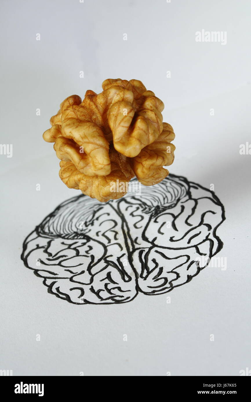 Walnut brain hires stock photography and images Alamy