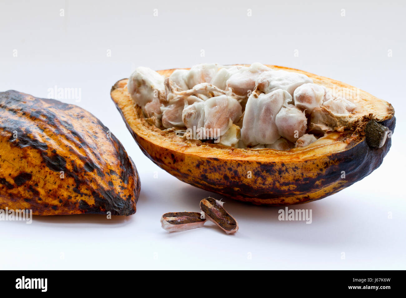 geöffnete Kakao-Schote mit Kakao-Bohnen Stock Photo