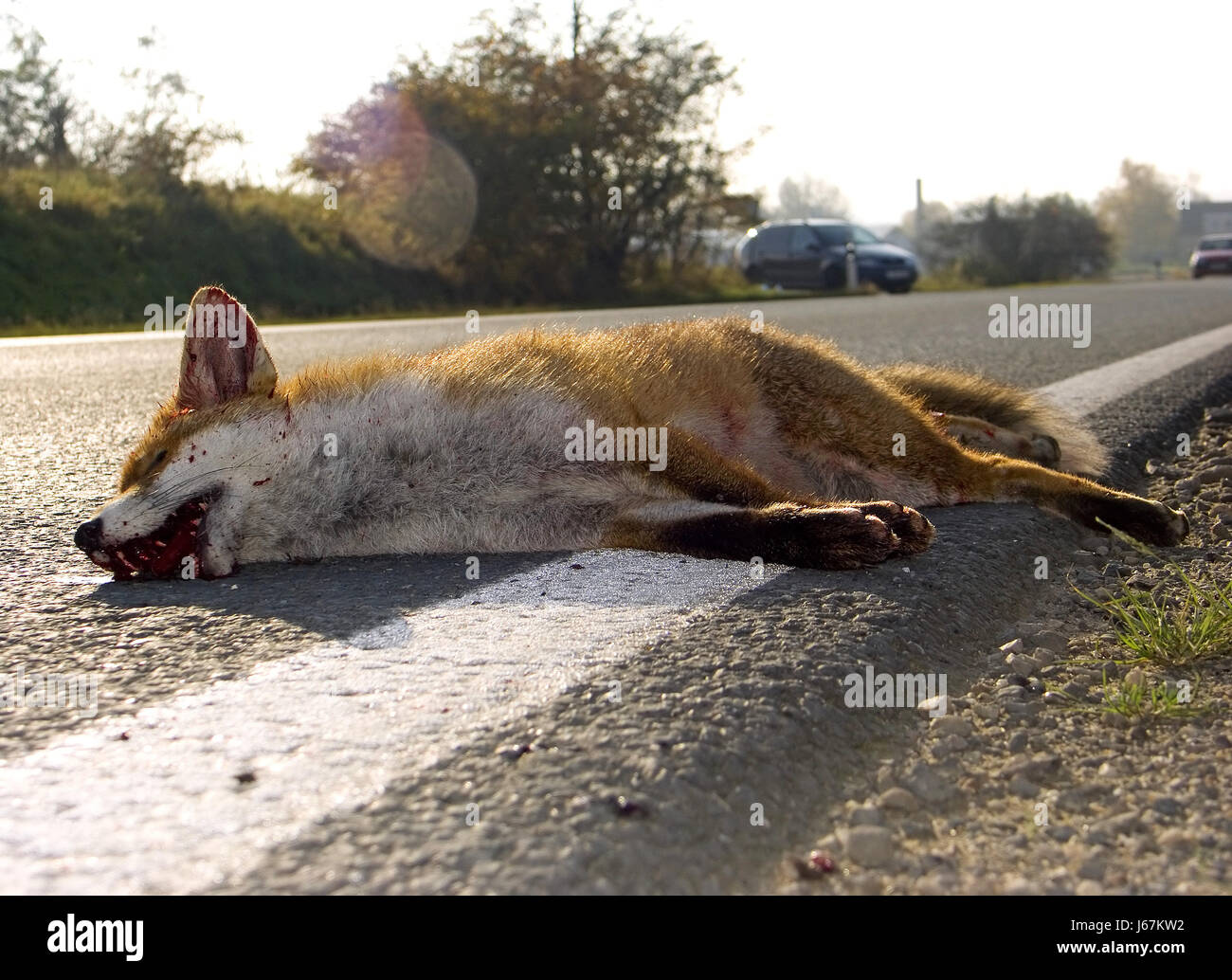 fox animal accident road accident fox to run over road casualty dead roadkill Stock Photo - Alamy fox animal accident road accident fox to run over road casualty dead roadkill Stock Photo - Alamy