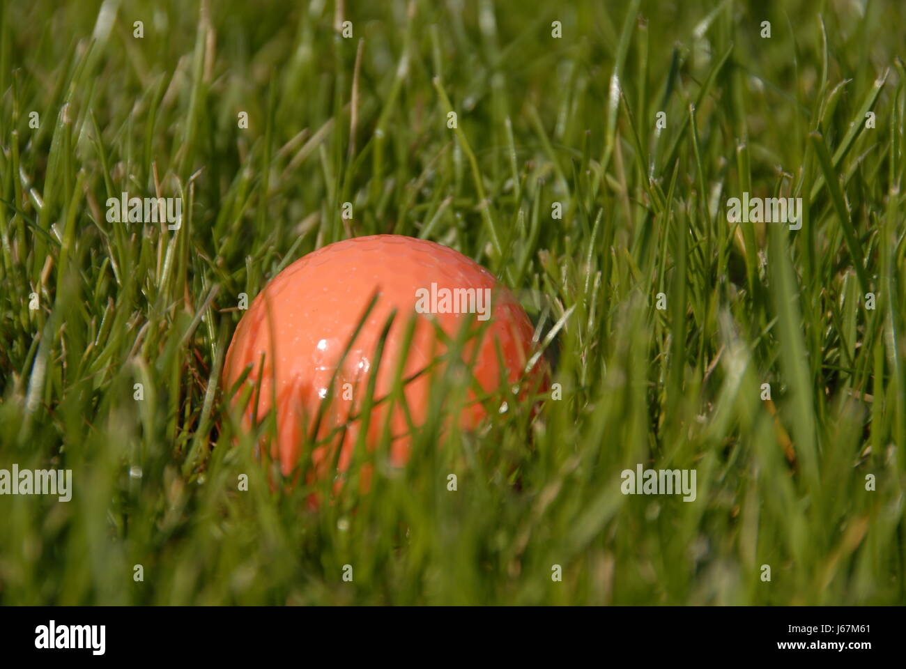 orange golf ball Stock Photo