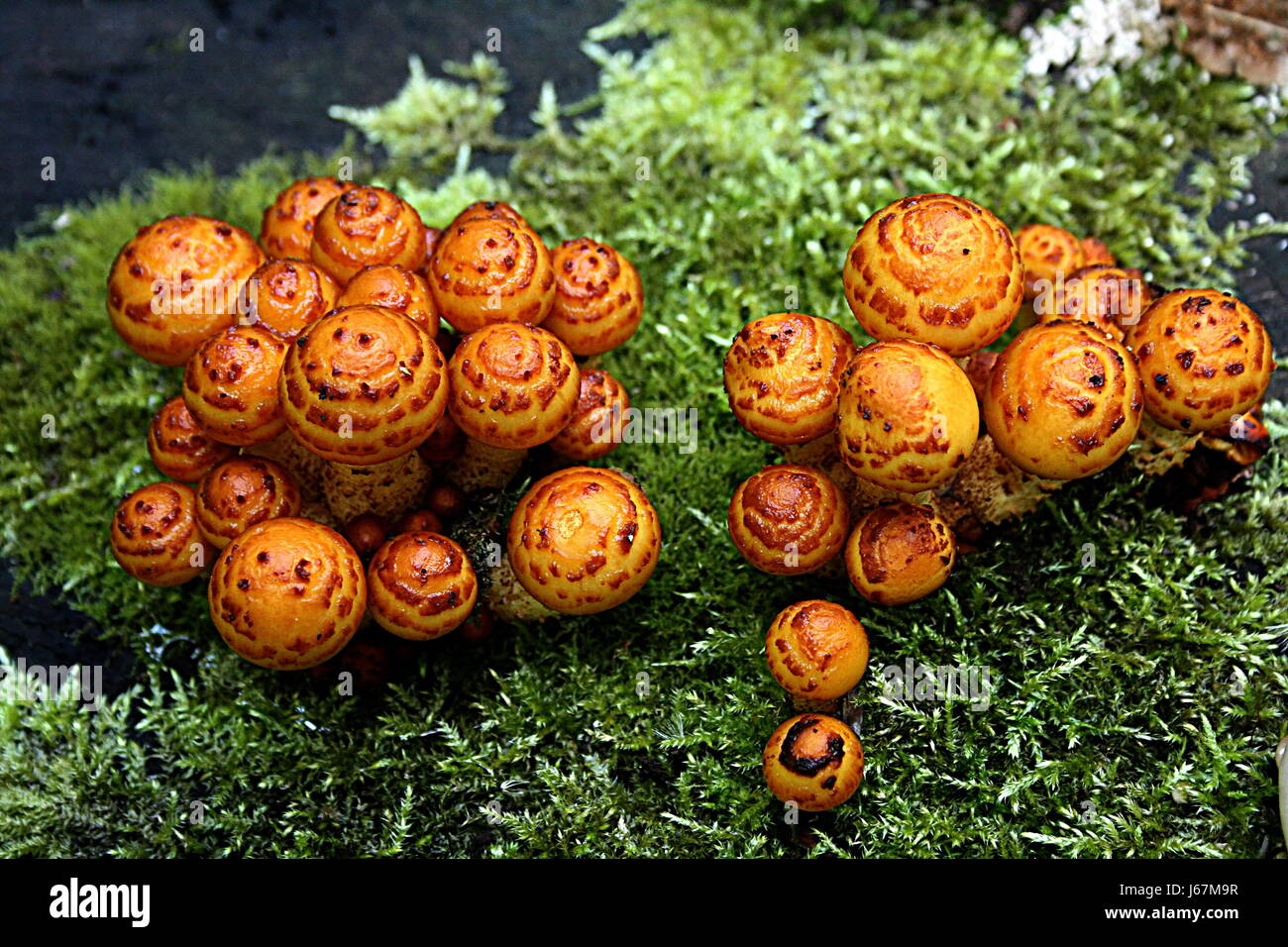 moss mushrooms mushroom fungus orange complete perfect group yellow shine Stock Photo