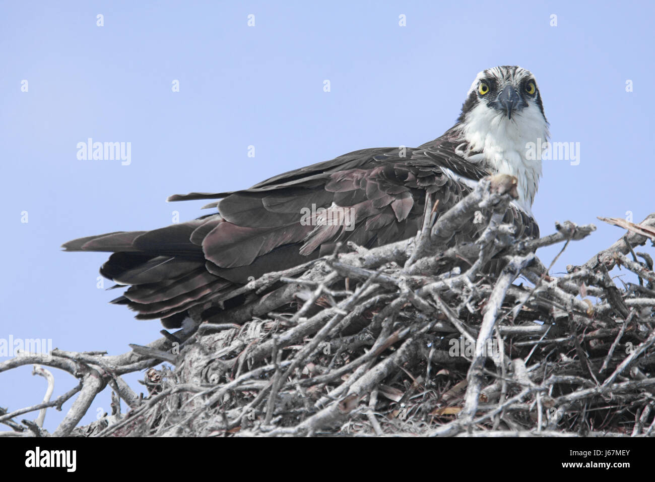 bird raptor birds of prey branches nest wildlife hawks osprey nature ...