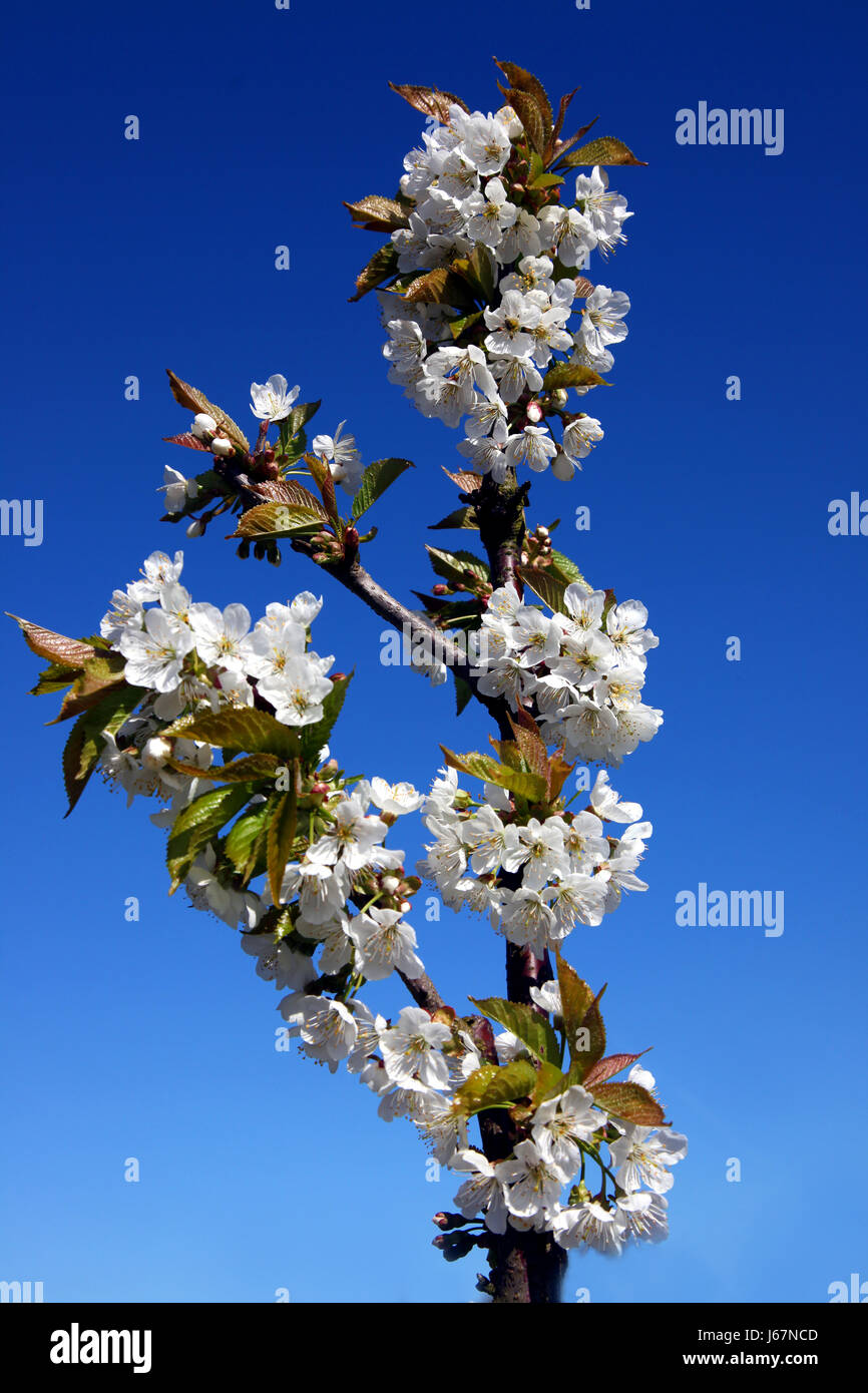 blue tree bloom blossom flourish flourishing spring apples apple fruit