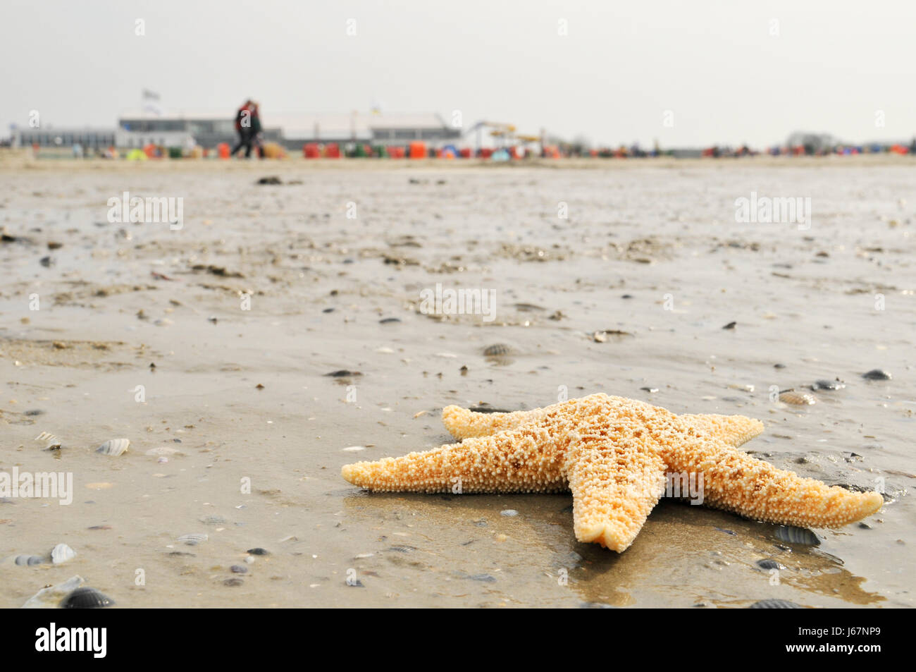 object animal beach seaside the beach seashore starfish sandy star heavenly Stock Photo
