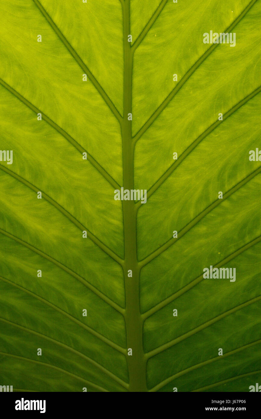Graphical Abstract Examples Botany detail flora botany abstract photosynthesis botanical quality page ...