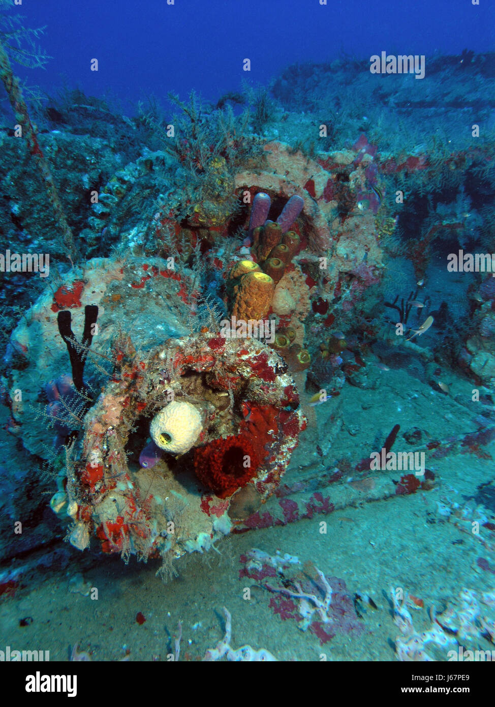 coloured colourful gorgeous multifarious richly coloured underwater dive wreck Stock Photo
