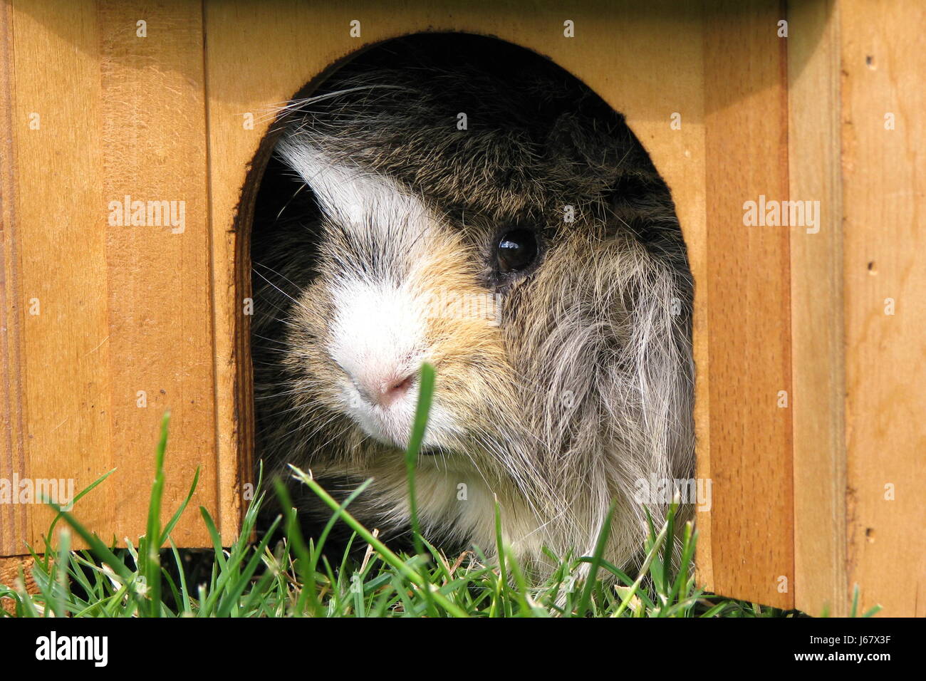 guinea pig in the house Stock Photo Alamy