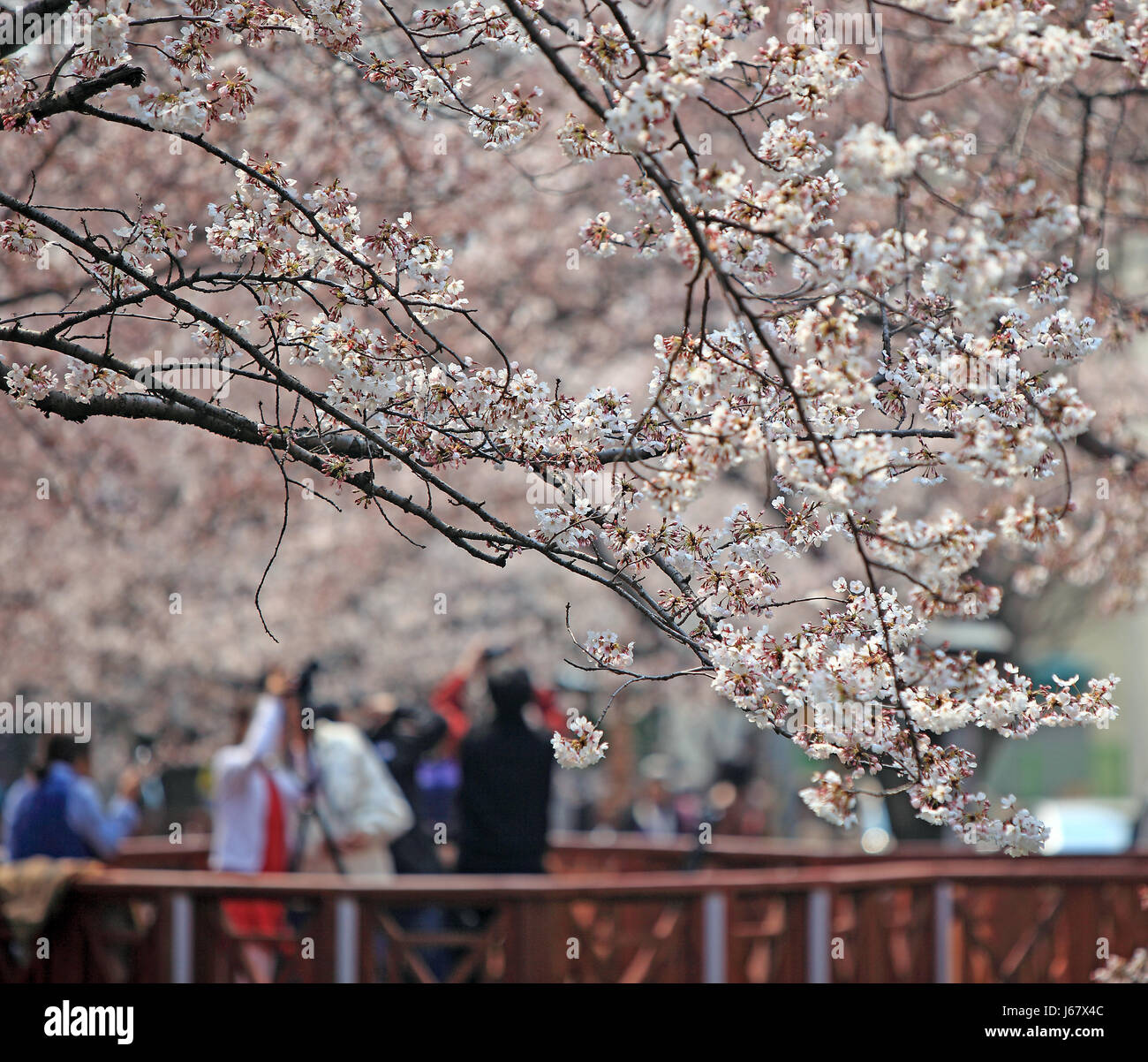 cherry blossom festival Stock Photo Alamy