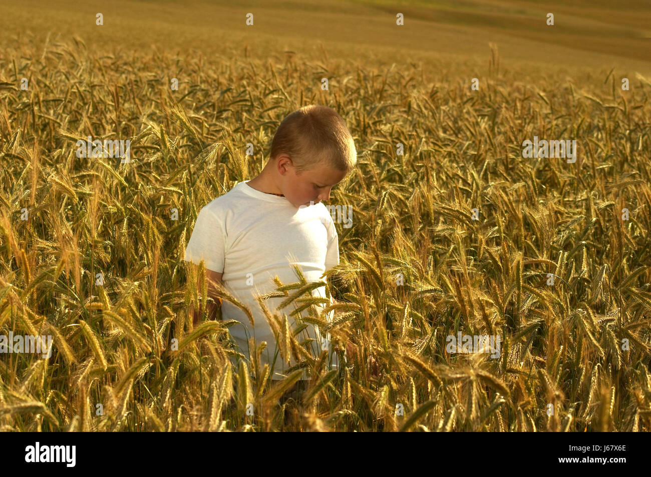 field small tiny little short wheat corn grow boy lad male youngster child Stock Photo