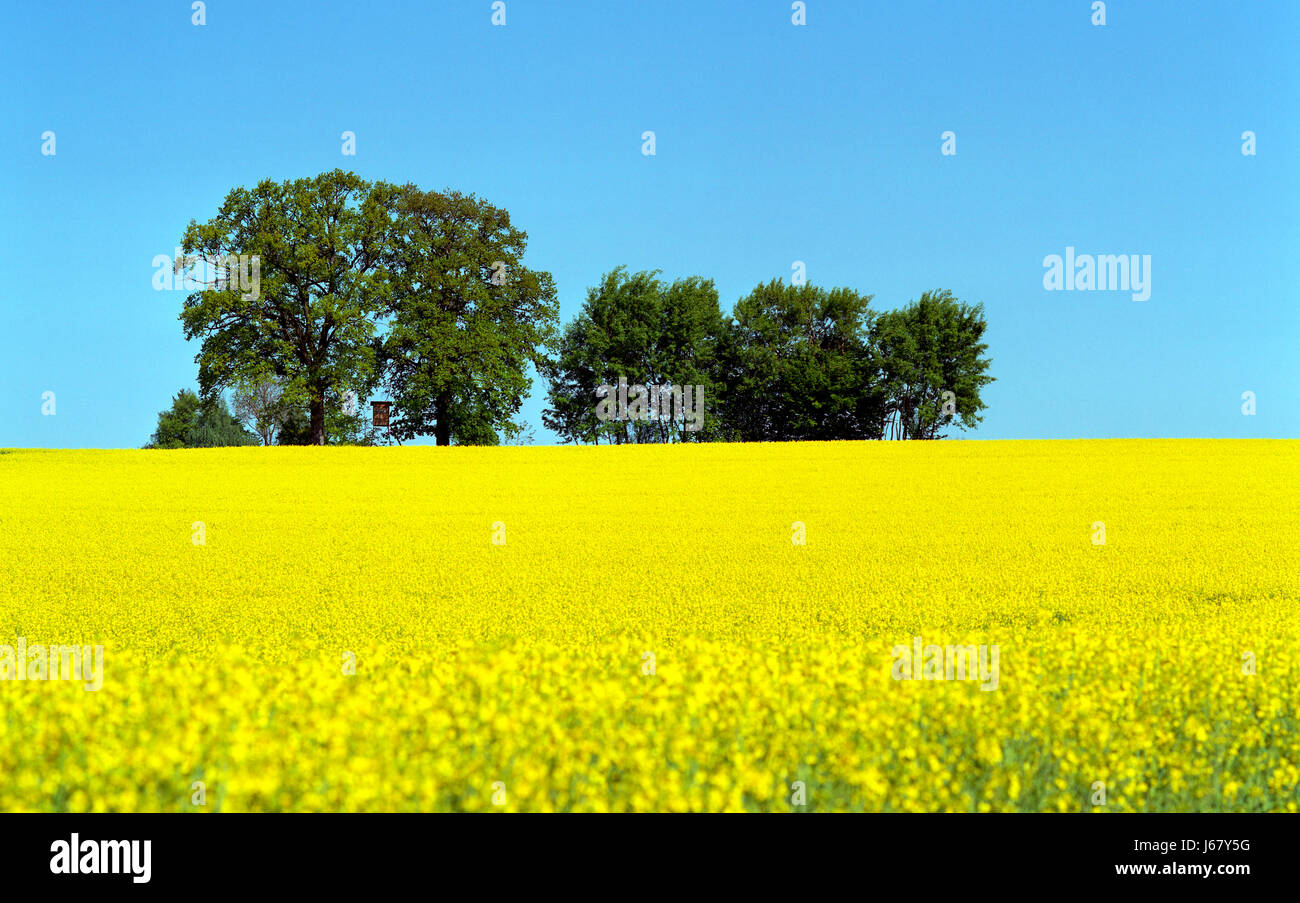 Germany Rapa rape in bavaria Stock Photo - Alamy