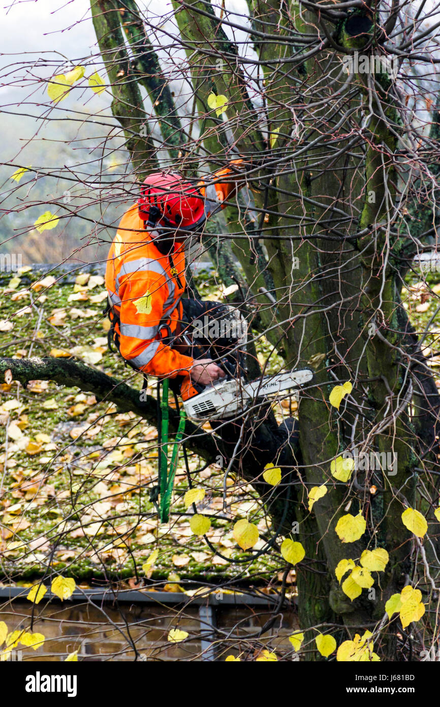 An arboriculturist with a chainsaw and orange protective clothing up a tree cutting back branches in autumn, London, UK Stock Photo
