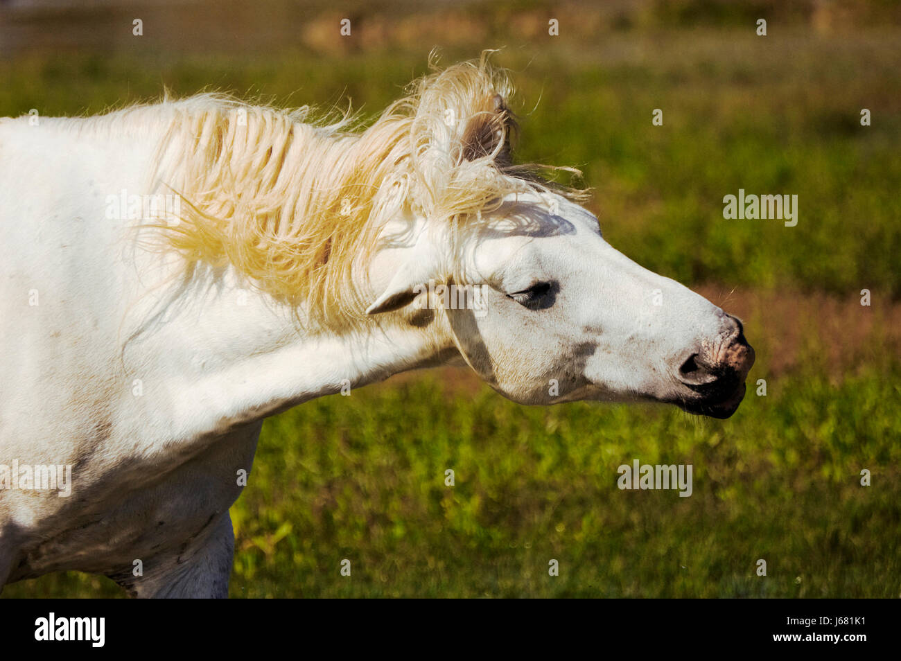 horse animal wildlife mane shaking white head horse animal mammal wild