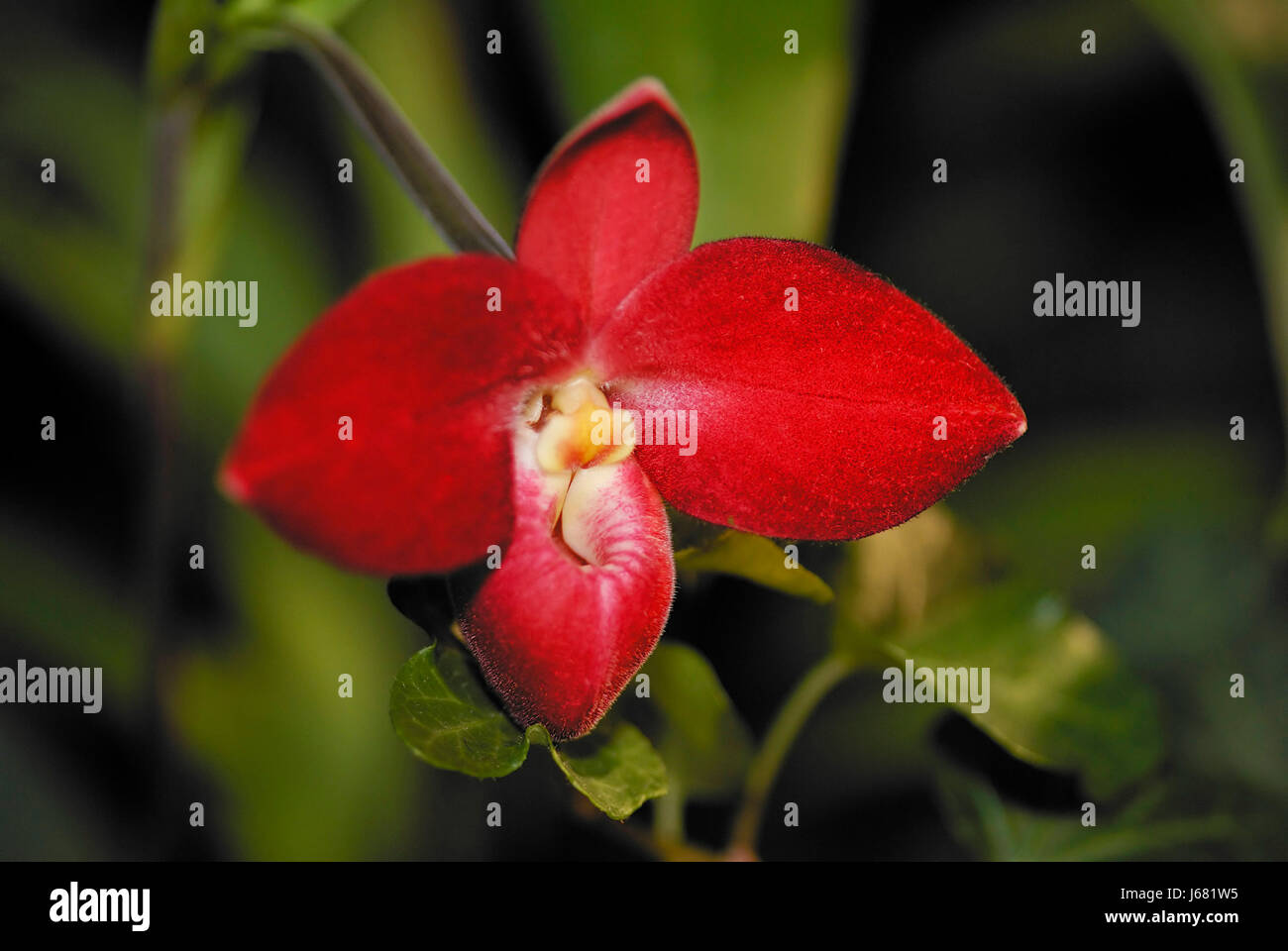 red phragmipedium,orchid Stock Photo