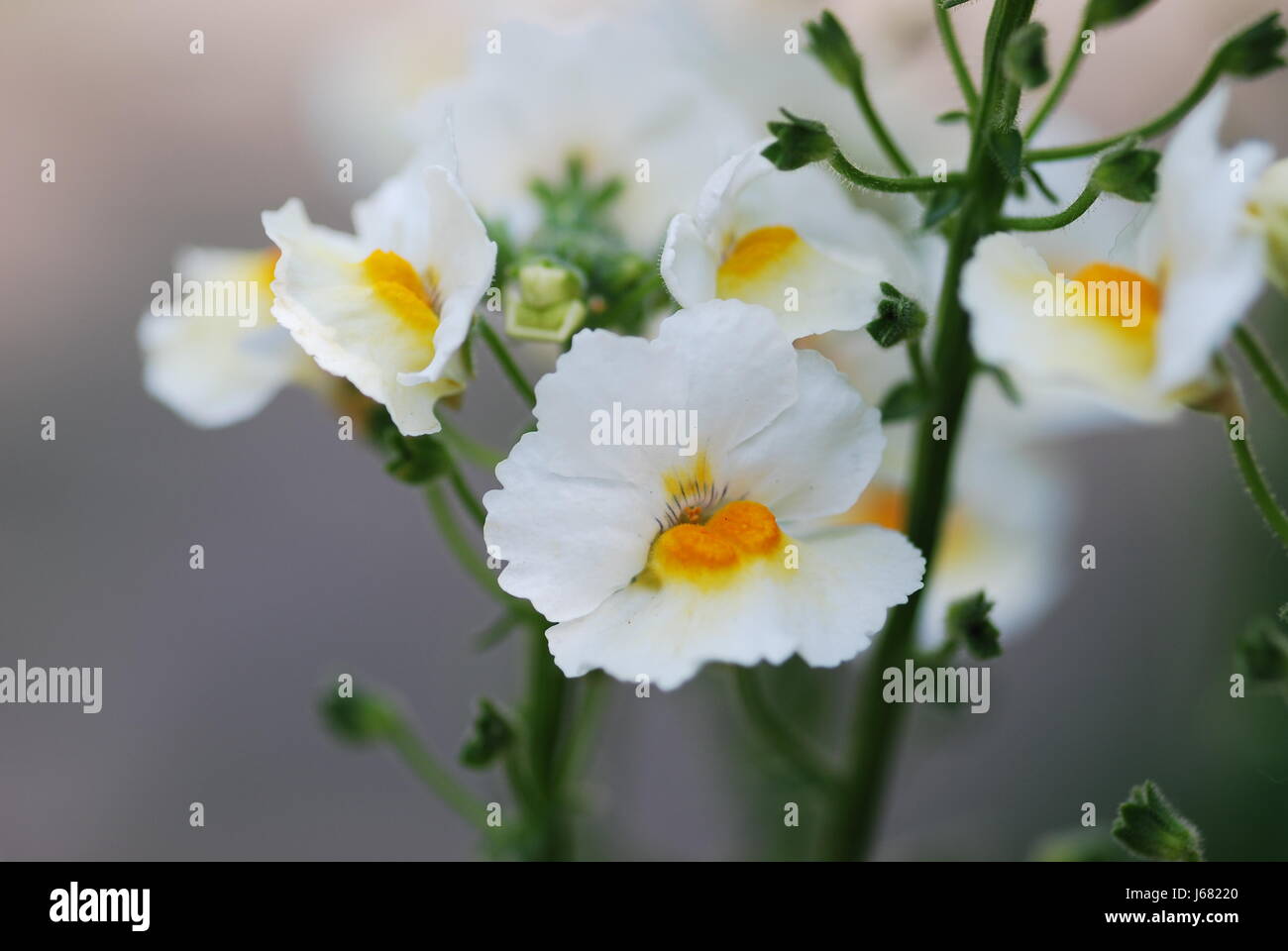 nemesia sunsatia Stock Photo