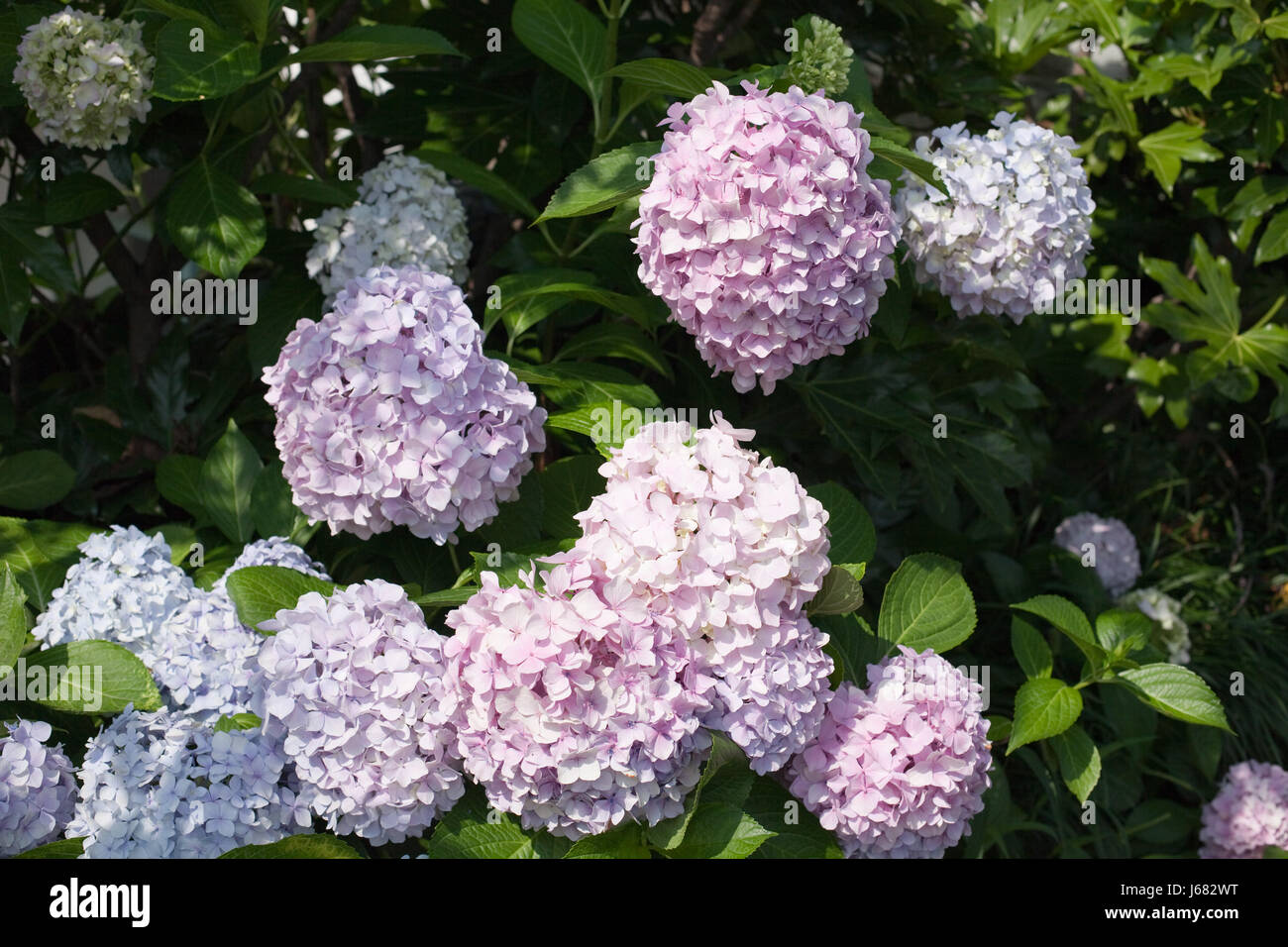 Hydrangeas Stock Photo Alamy