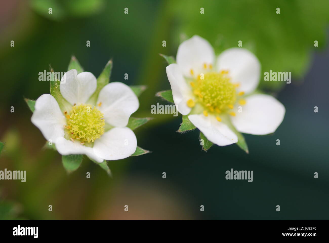 White flowers strawberries buds hi-res stock photography and images - Alamy