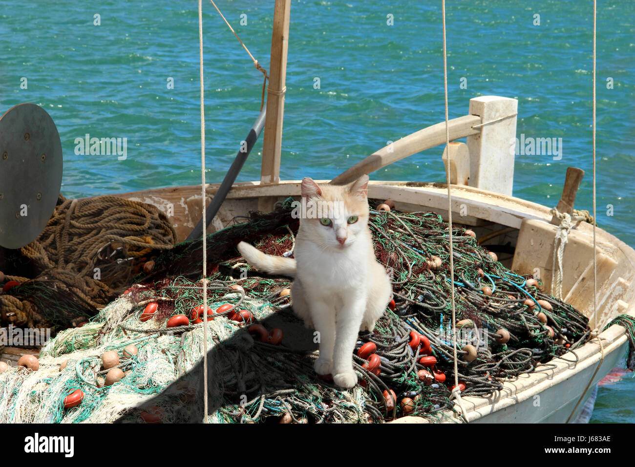 domestic cat, white cream, sitting in a small fishing boat on fishing ...