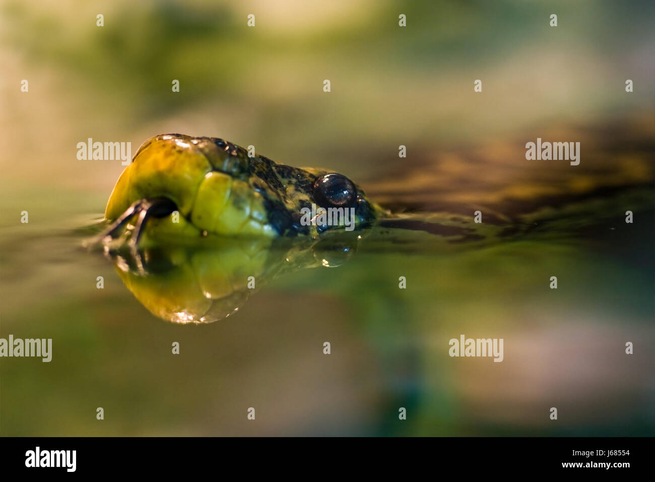 animal reptile animals snake reptiles snakes animal reptile animals