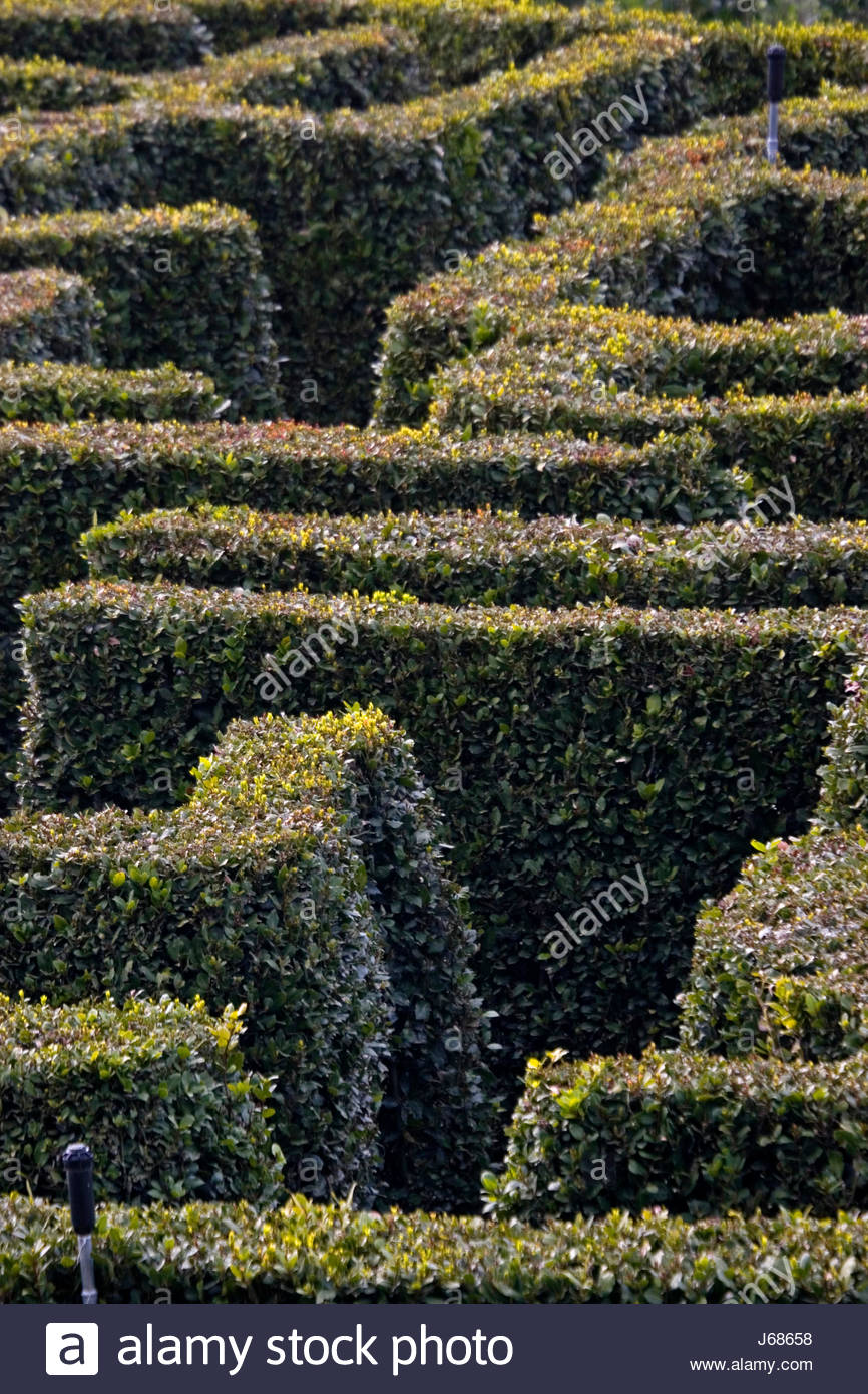 bushes shrub parkway hedge labyrinth maze path way park garden plant bushes Stock Photo
