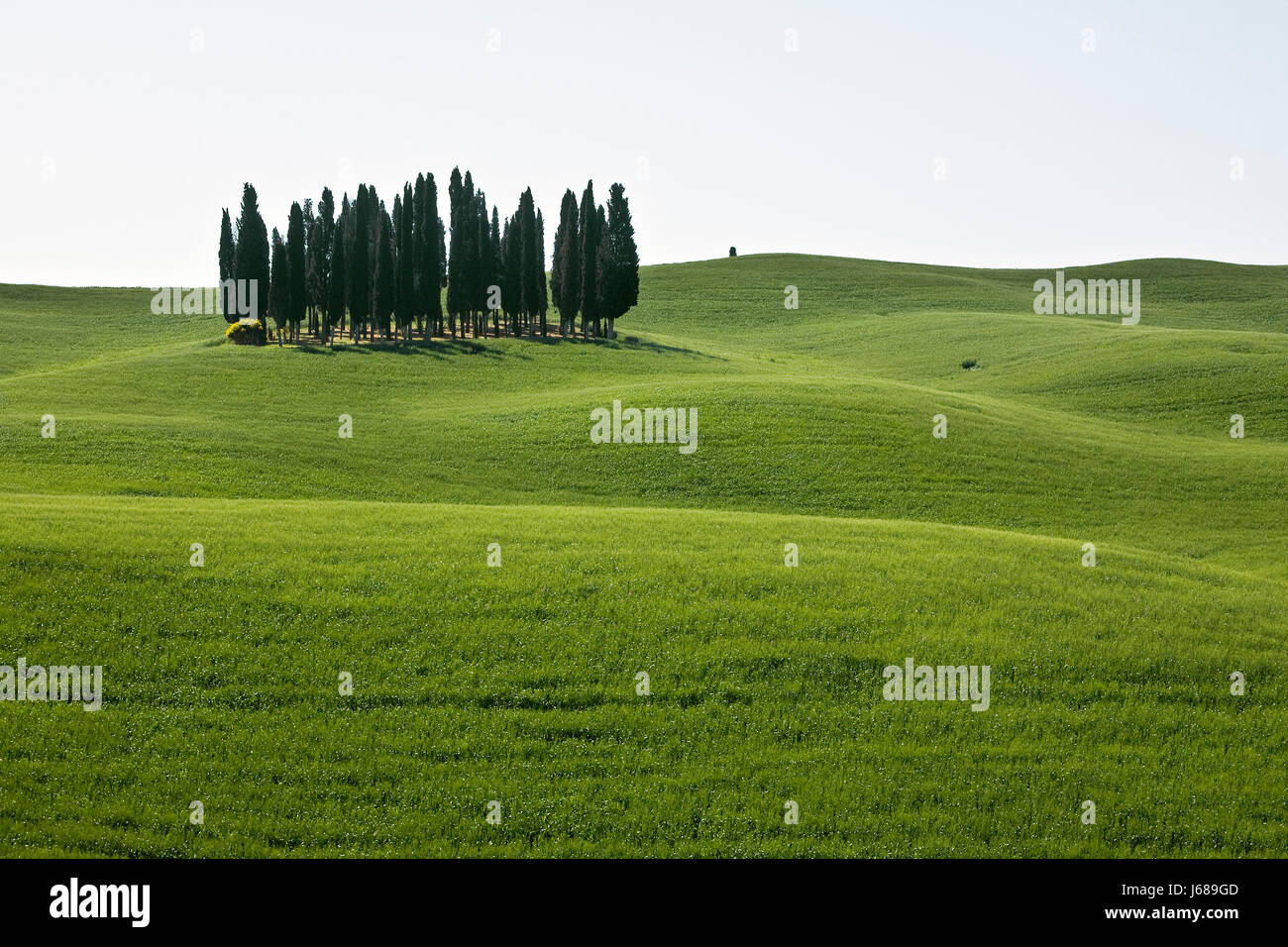 cypress grove - tuscany Stock Photo