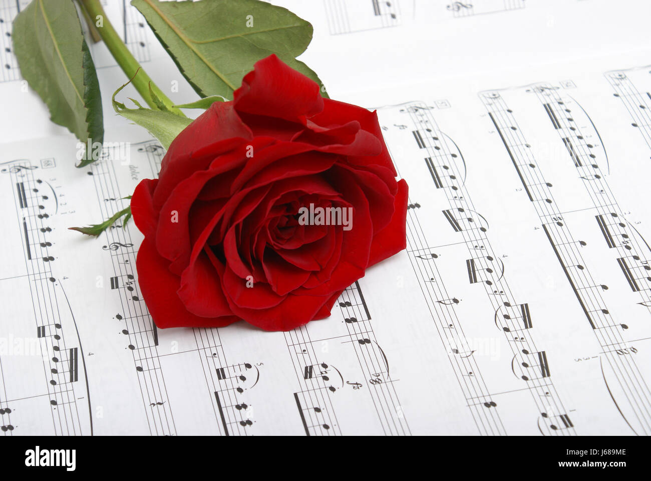 music flower rose plant classical piano notes passion romance zeal courage Stock Photo