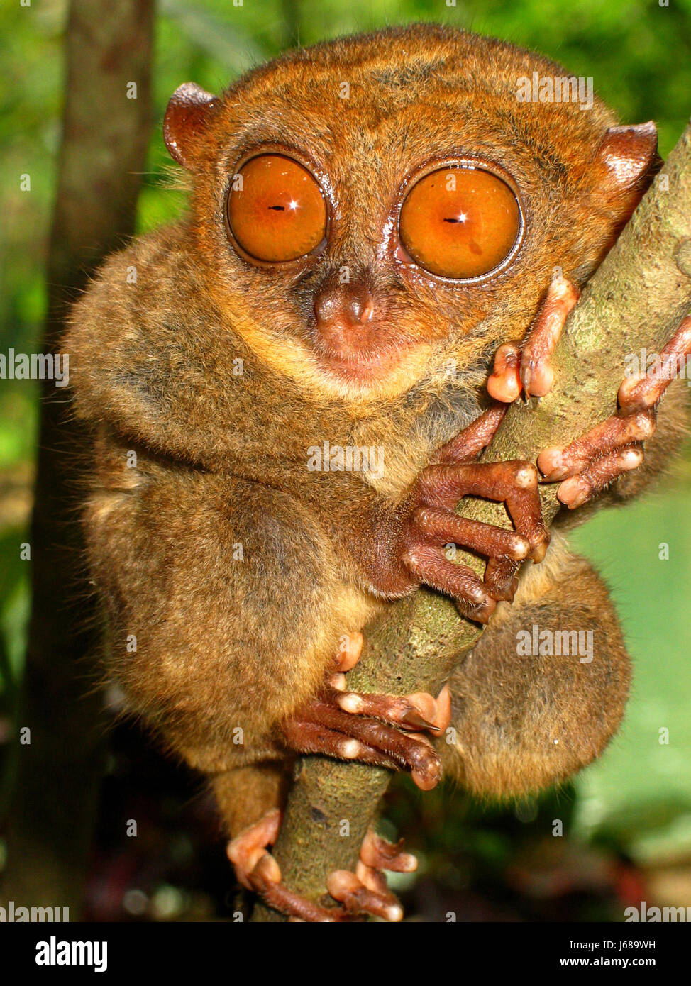 tarsier Stock Photo